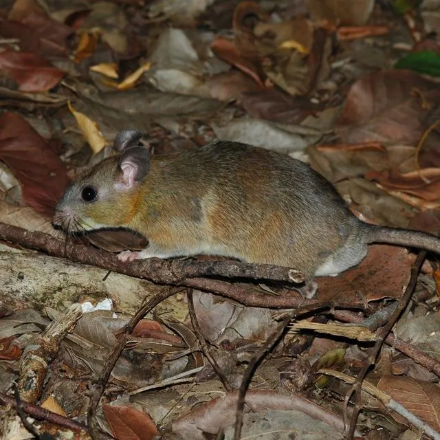 thumbnail for publication: Wildlife of Florida Fact Sheet: Key Largo Woodrat